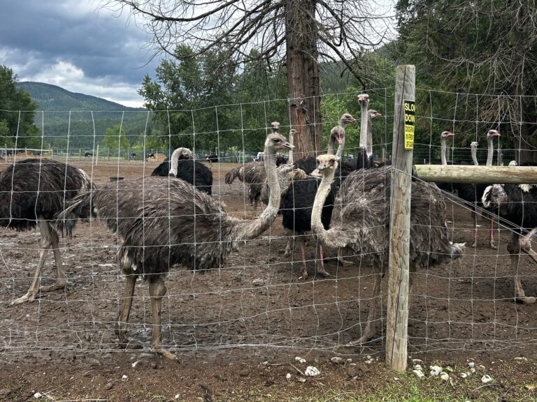 Is heading south the answer to saving hundreds of ostriches?