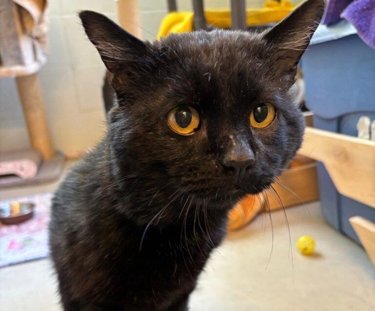 Adopt Winston – a charming mouser from the BCSPCA