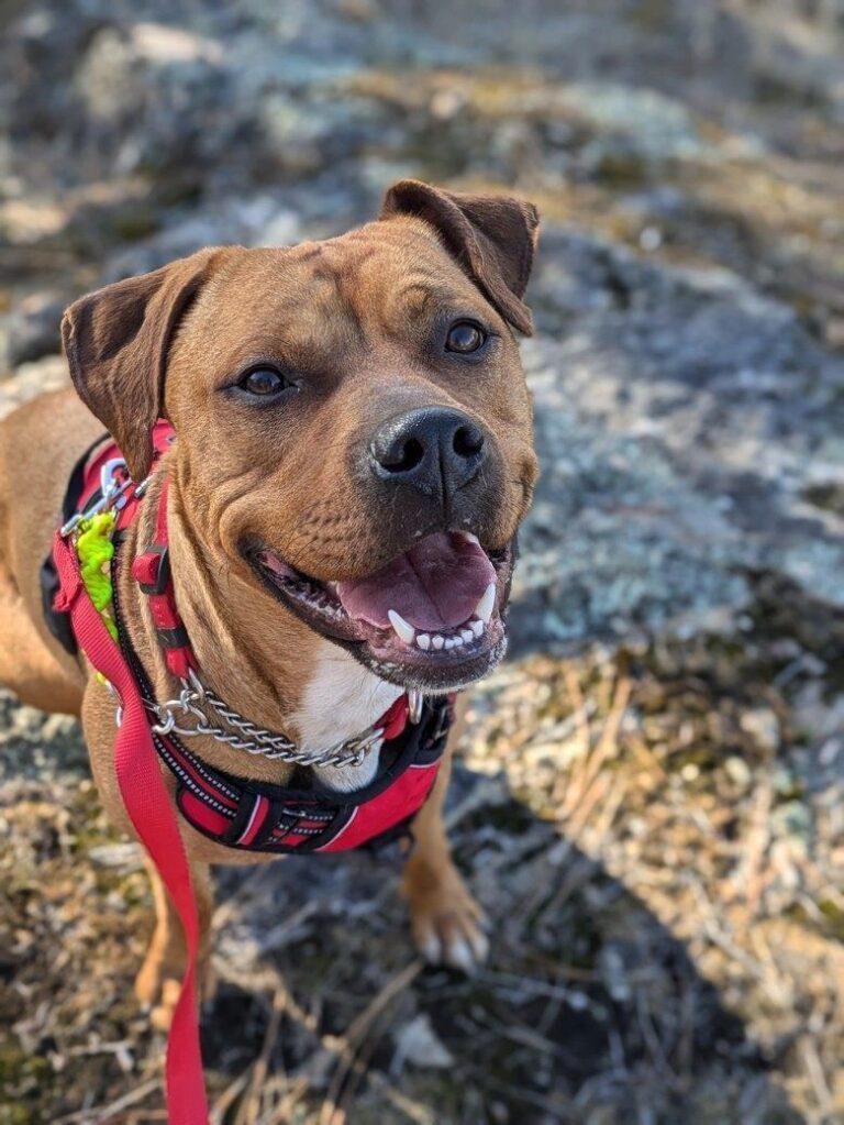 Pet Zoey is up for adoption