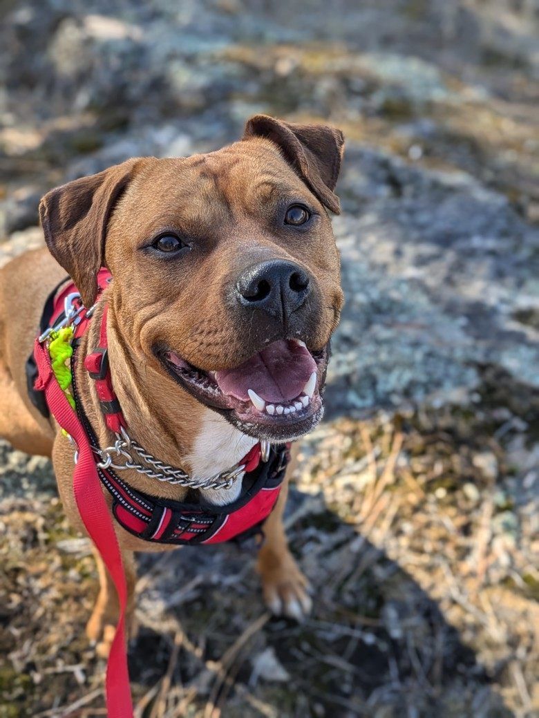 Portrait of Zoey, the lovely pup up for adoption with the BCSPCA 