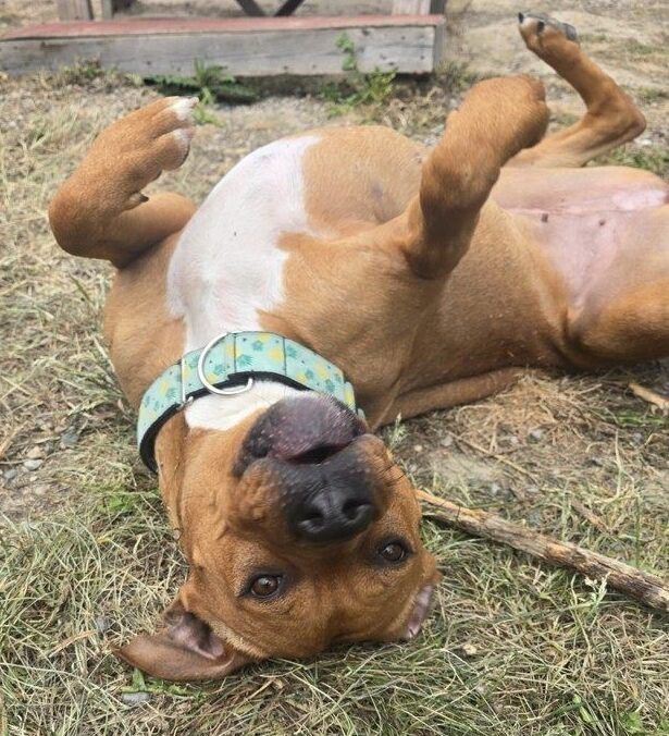 Pet Zoey wanting belly rubs