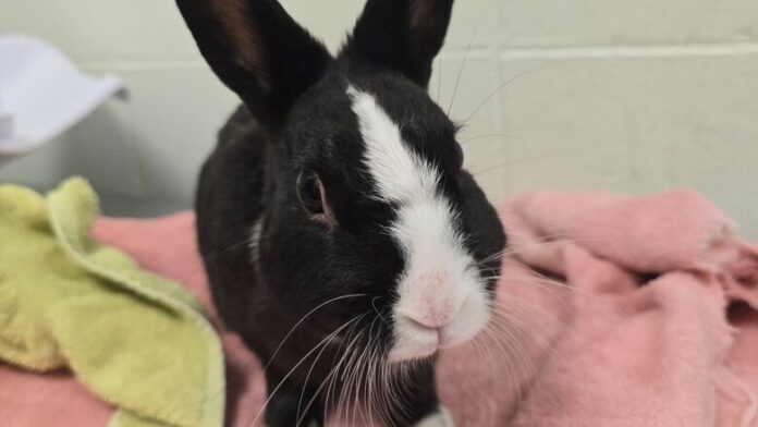 bunny1